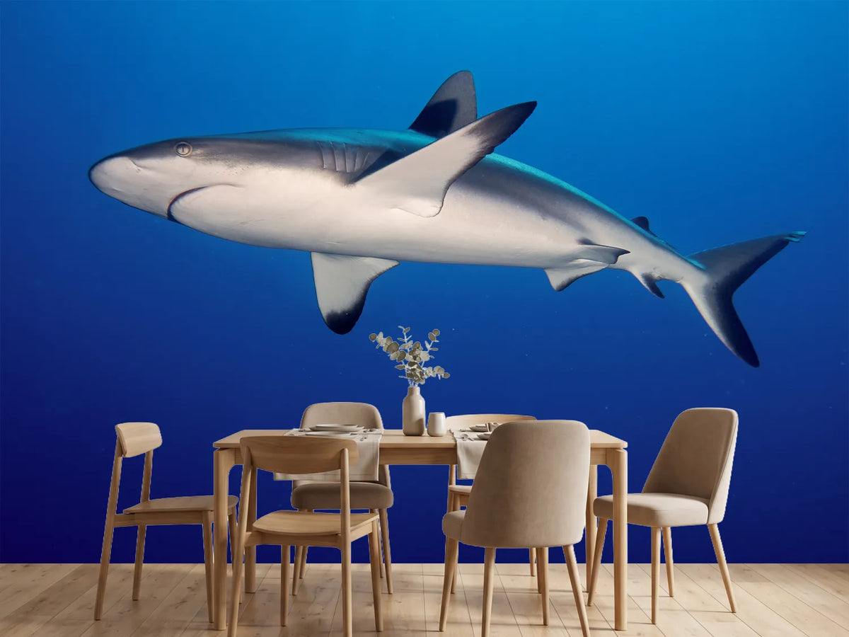 photo-wallpaper-shark-in-the-dark-sea