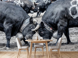 photo-wallpaper-battle-of-the-herens-cows-in-valais