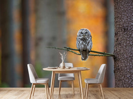 photo-wallpaper-tawny-owl-x