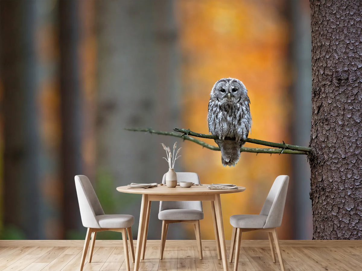 photo-wallpaper-tawny-owl-x