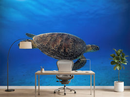 photo-wallpaper-green-turtle-in-the-blue