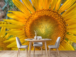 photo-wallpaper-inflorescence-of-a-sunflower