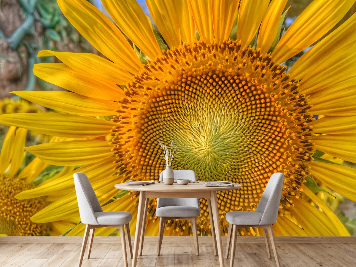 photo-wallpaper-inflorescence-of-a-sunflower