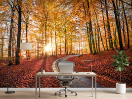 photo-wallpaper-road-in-sapderaysen-nationalpark-sweden-x