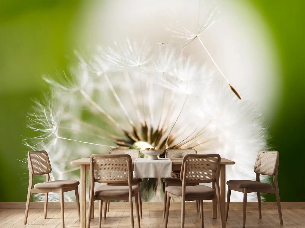 photo-wallpaper-blowball-dandelion