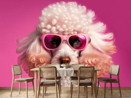photo-wallpaper-white-poodle-in-pink-sunglasses-against-a-bold-pink-backdrop