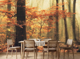 photo-wallpaper-soft-fall-x
