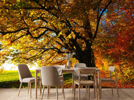 photo-wallpaper-trees-in-the-autumn