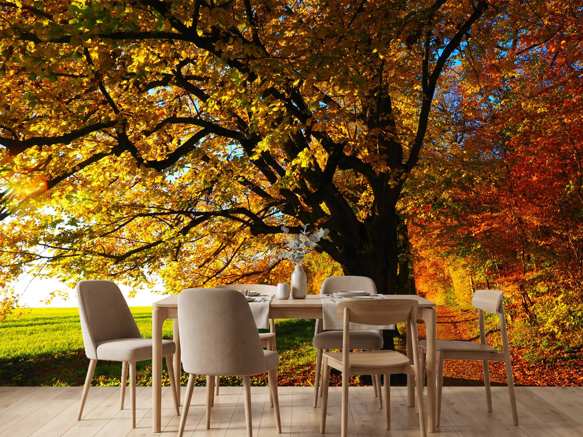 photo-wallpaper-trees-in-the-autumn