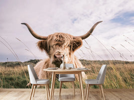 photo-wallpaper-scottish-highland-cow