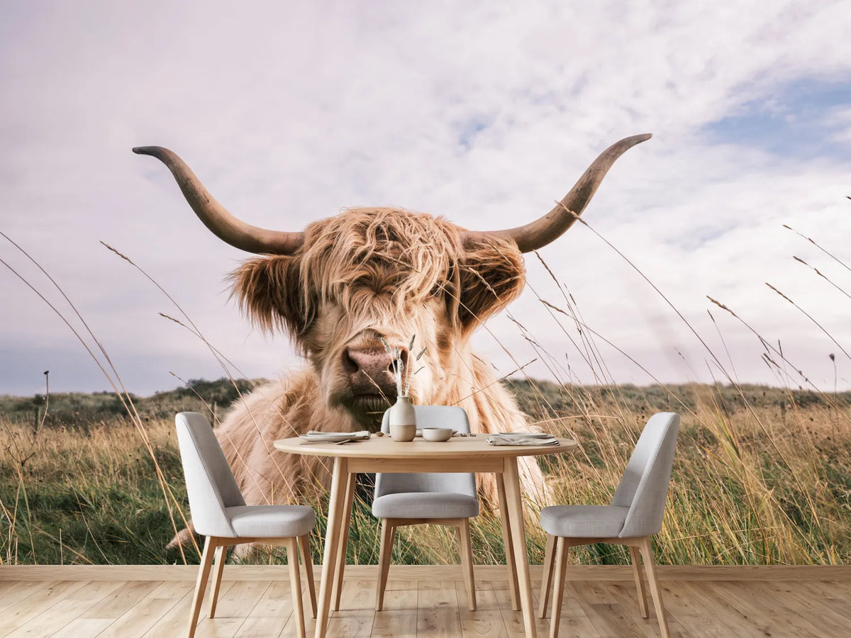 photo-wallpaper-scottish-highland-cow