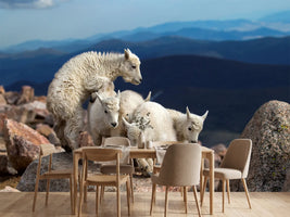 photo-wallpaper-baby-goats-at-play-x