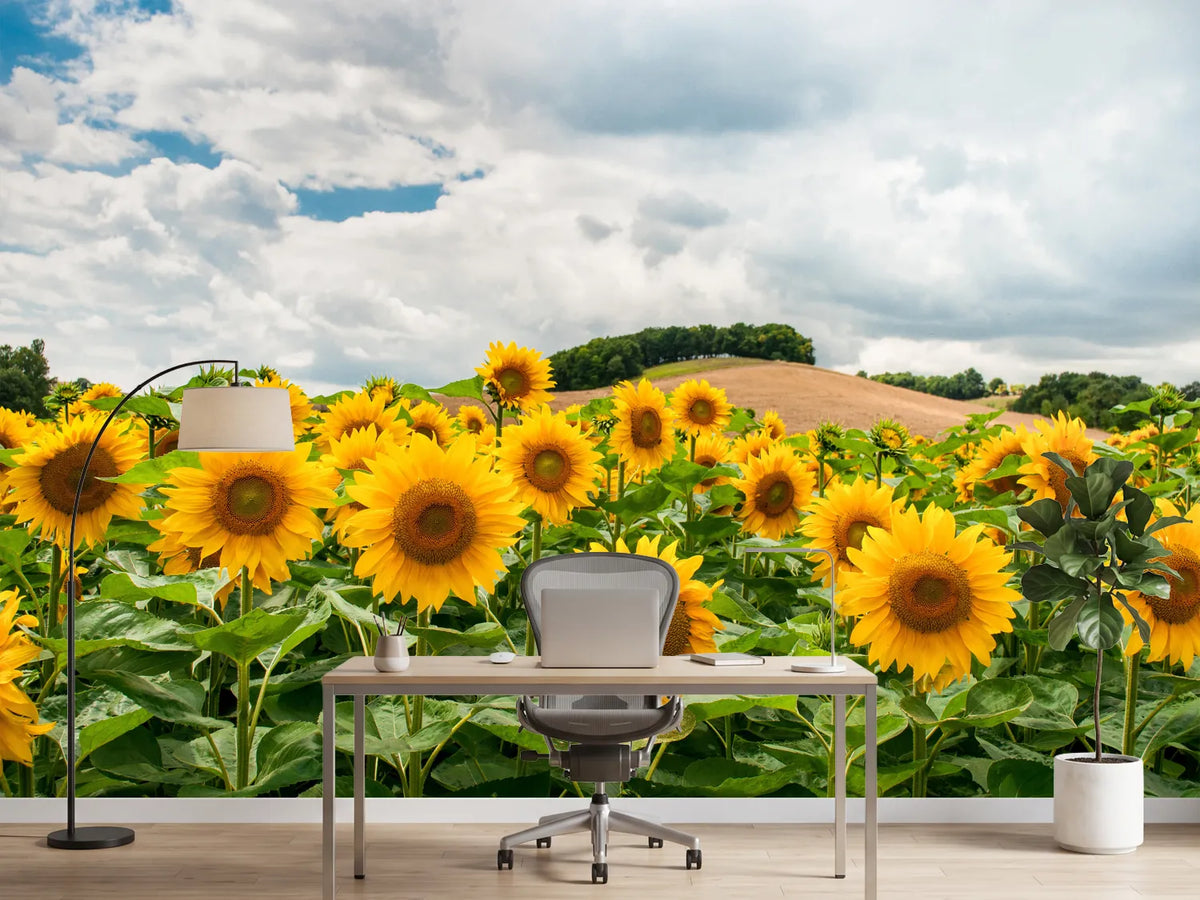 photo-wallpaper-landscape-with-sunflowers