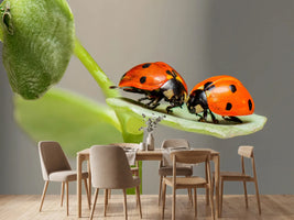 photo-wallpaper-2-ladybirds