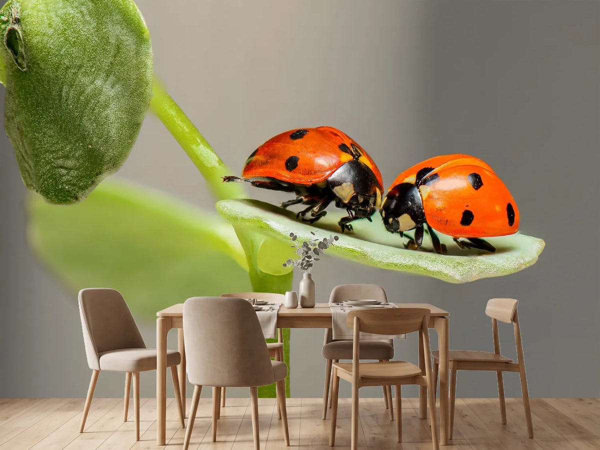 photo-wallpaper-2-ladybirds