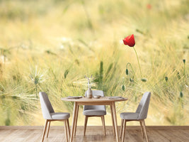 photo-wallpaper-a-poppy