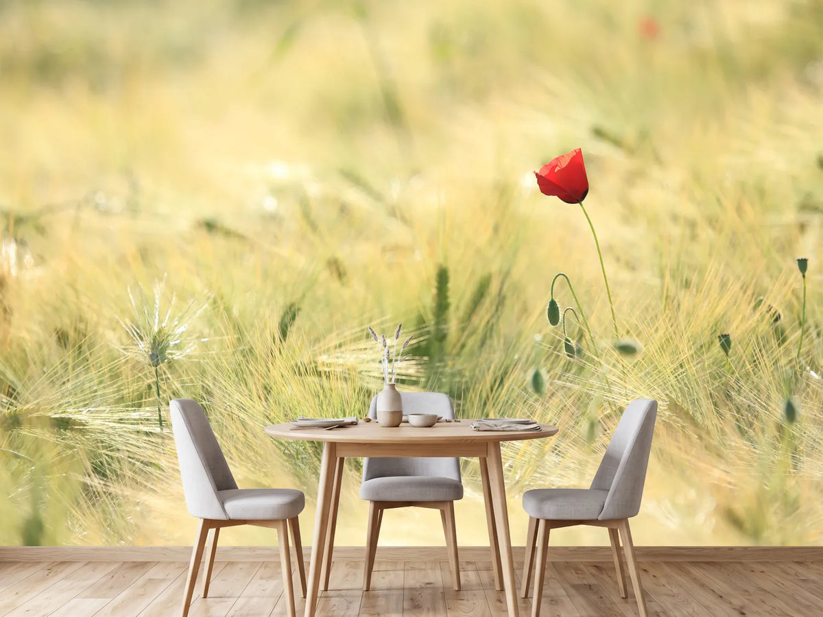 photo-wallpaper-a-poppy