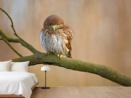 photo-wallpaper-ferruginous-pygmy-owl-x