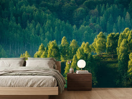 photo-wallpaper-sunrays-over-a-green-forest-in-summer