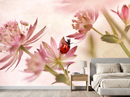 photo-wallpaper-ladybird-and-pink-flowers-x