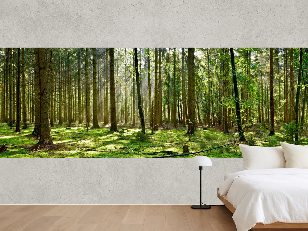 photo-wallpaper-beautiful-forest-with-moss-covered-soil-and-sunbeams-through-the-trees