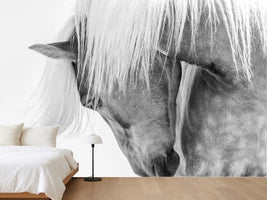 photo-wallpaper-serene-horse-portrait