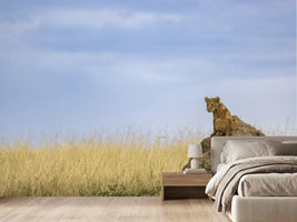 photo-wallpaper-curious-lion-cub-savanna