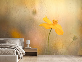 photo-wallpaper-soft-yellow-cosmos
