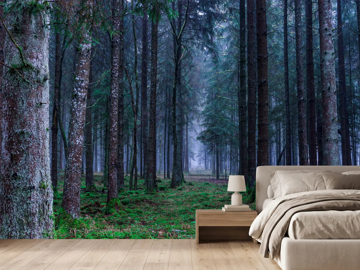 photo-wallpaper-fir-trees-forest