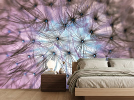 photo-wallpaper-dandelion-in-the-light-play