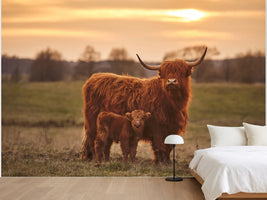 photo-wallpaper-highland-cow-with-calf