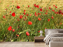 photo-wallpaper-the-poppy-in-the-wind