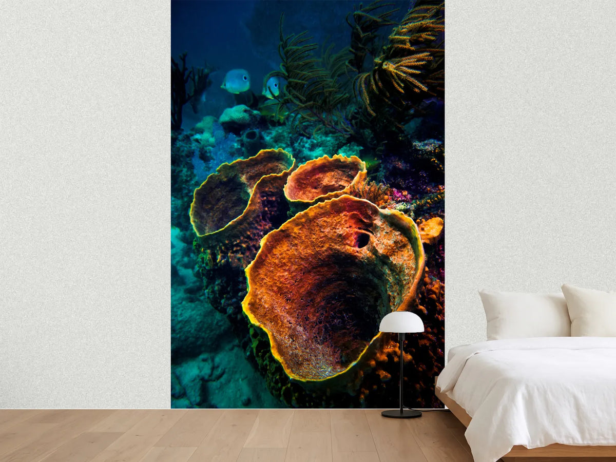 photo-wallpaper-coral-vulcanos