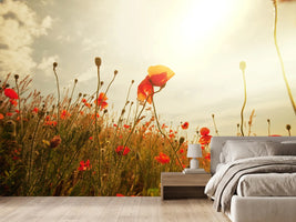 photo-wallpaper-the-poppy-field-at-sunrise
