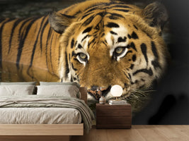 photo-wallpaper-tiger-in-the-water