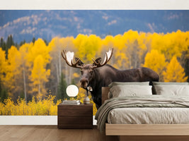 photo-wallpaper-moose-standing-in-autumn-forest-landscape