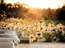 photo-wallpaper-daisies-at-sunset