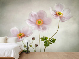 photo-wallpaper-anemones-ii