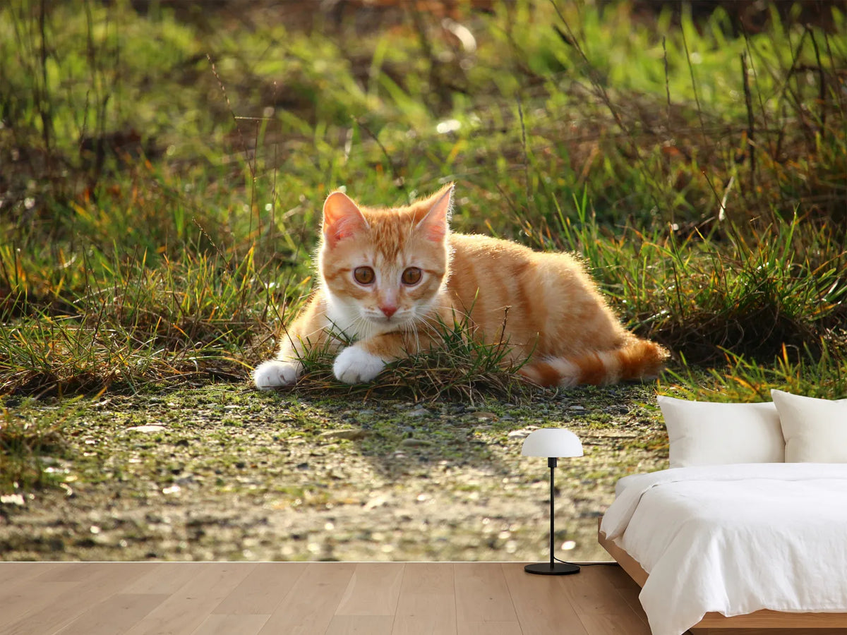 photo-wallpaper-kitten-in-nature