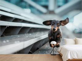 photo-wallpaper-dachshund-with-flying-ears
