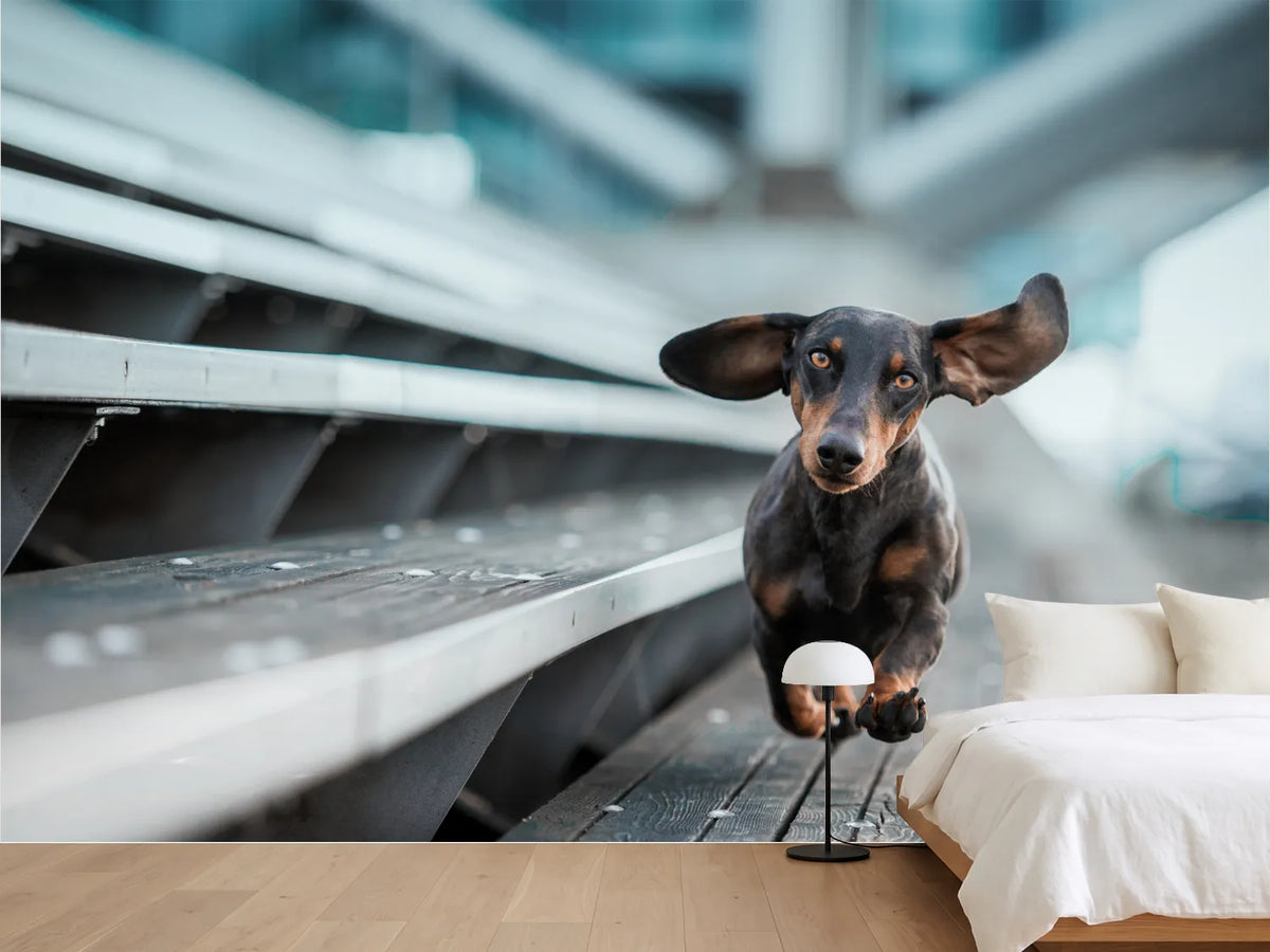 photo-wallpaper-dachshund-with-flying-ears