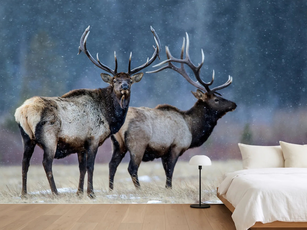photo-wallpaper-first-snow-xvd