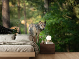 photo-wallpaper-in-the-gaze-of-the-wild-animal