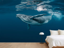 photo-wallpaper-a-baby-humpback-whale-plays-near-the-surface-in-blue-water