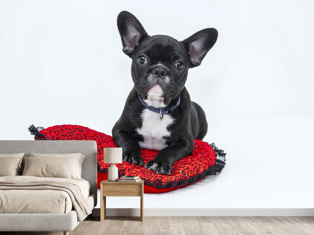 photo-wallpaper-bulldog-to-fall-in-love