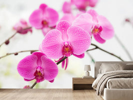 photo-wallpaper-the-symbol-of-orchid