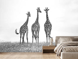 photo-wallpaper-giraffes-in-the-mara-plains-x