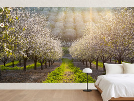 photo-wallpaper-sunny-almond-blossoms