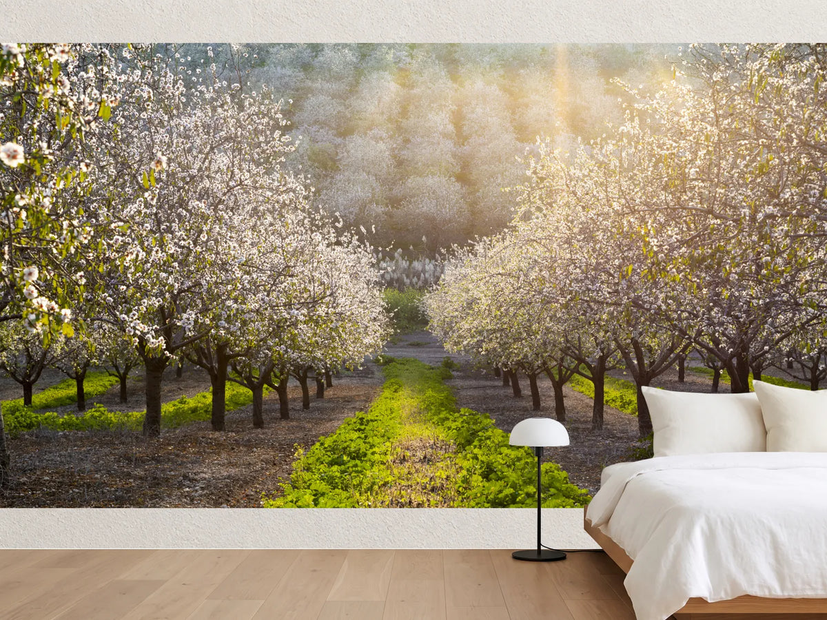 photo-wallpaper-sunny-almond-blossoms