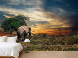 photo-wallpaper-the-elephant-in-the-sunset